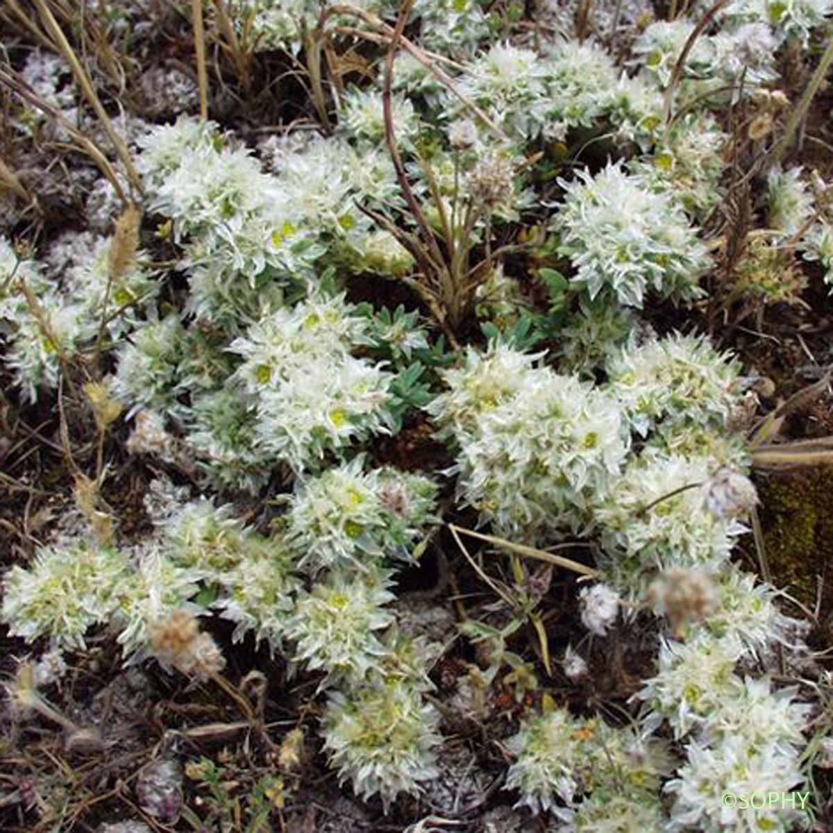 Paronyque argentée - Paronychia argentea