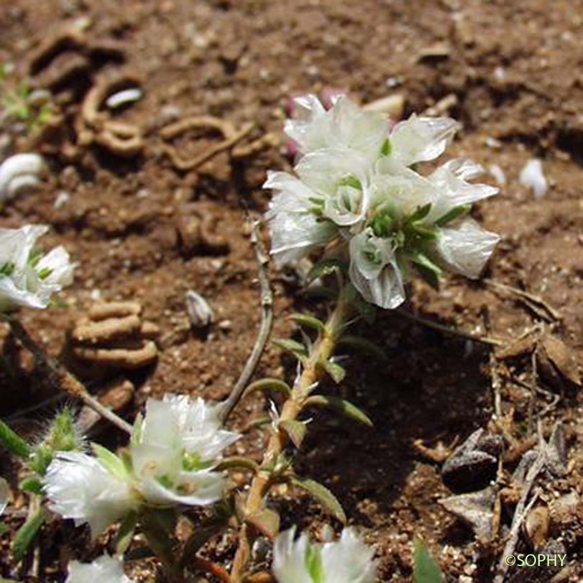 Paronyque argentée - Paronychia argentea