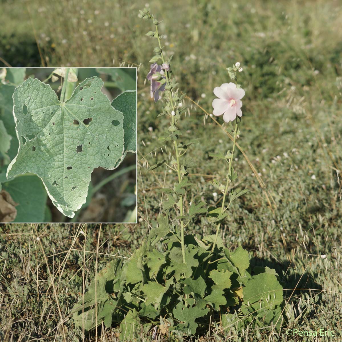 Passe-rose - Alcea rosea