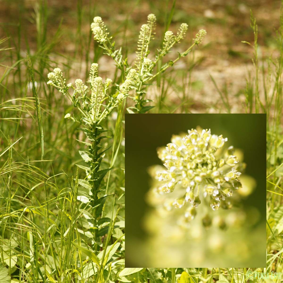 Passerage des champs - Lepidium campestre