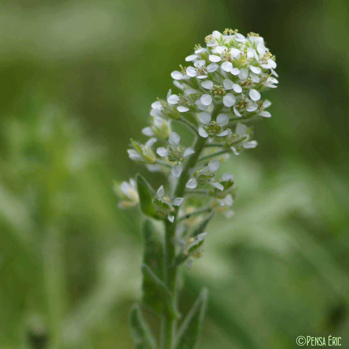 Passerage hérissée - Lepidium hirtum subsp. hirtum