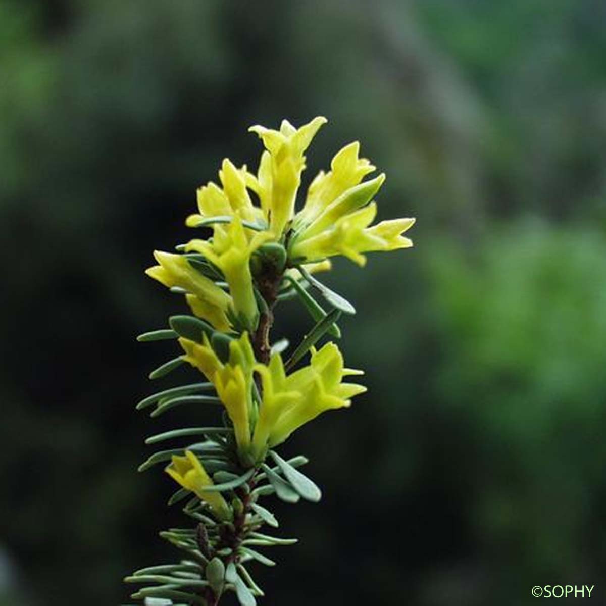 Passerine dioïque - Thymelaea dioica