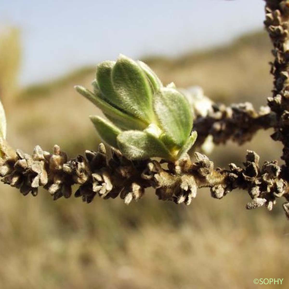 Passerine Tartonraire - Thymelaea tartonraira subsp. tartonraira