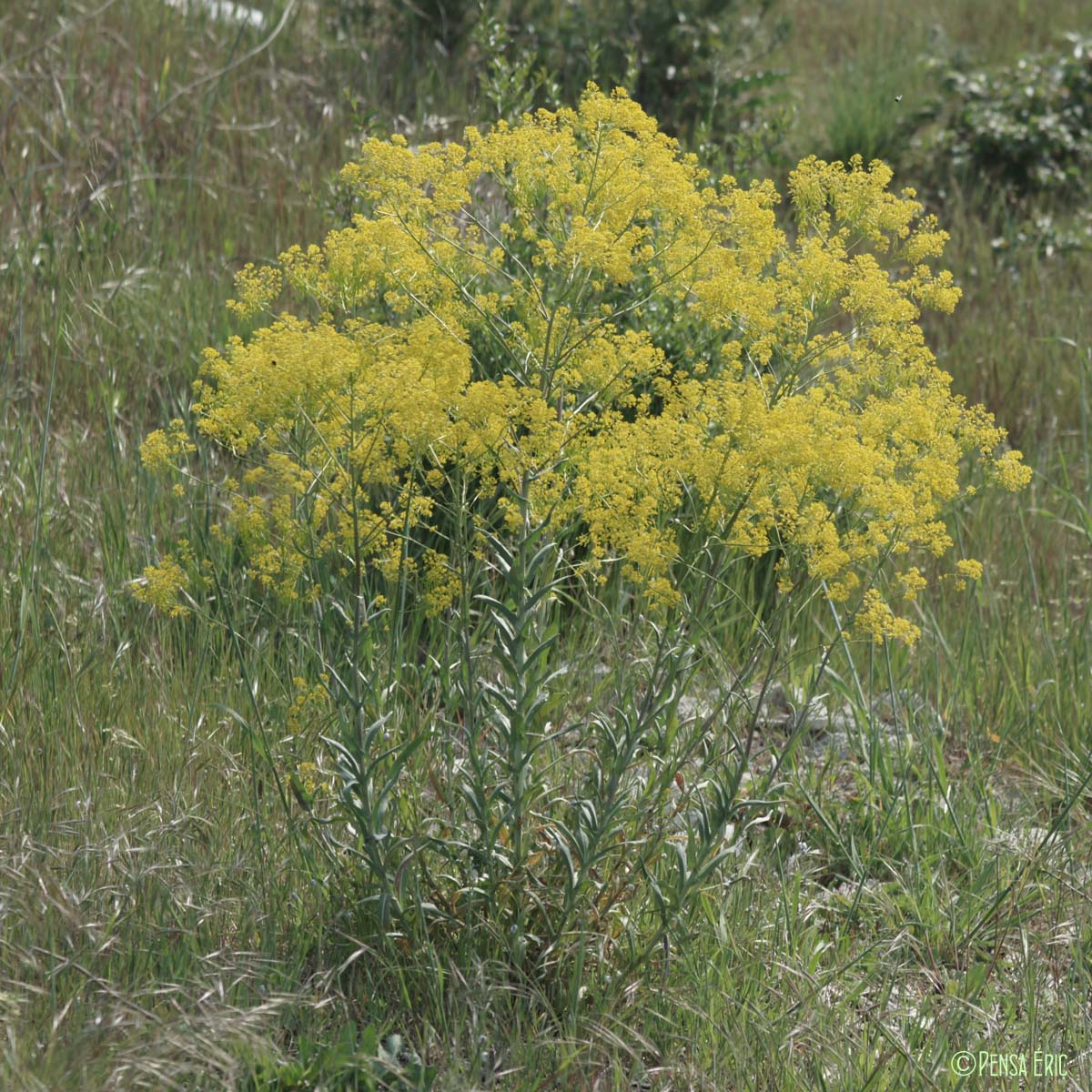 Pastel des teinturiers - Isatis tinctoria