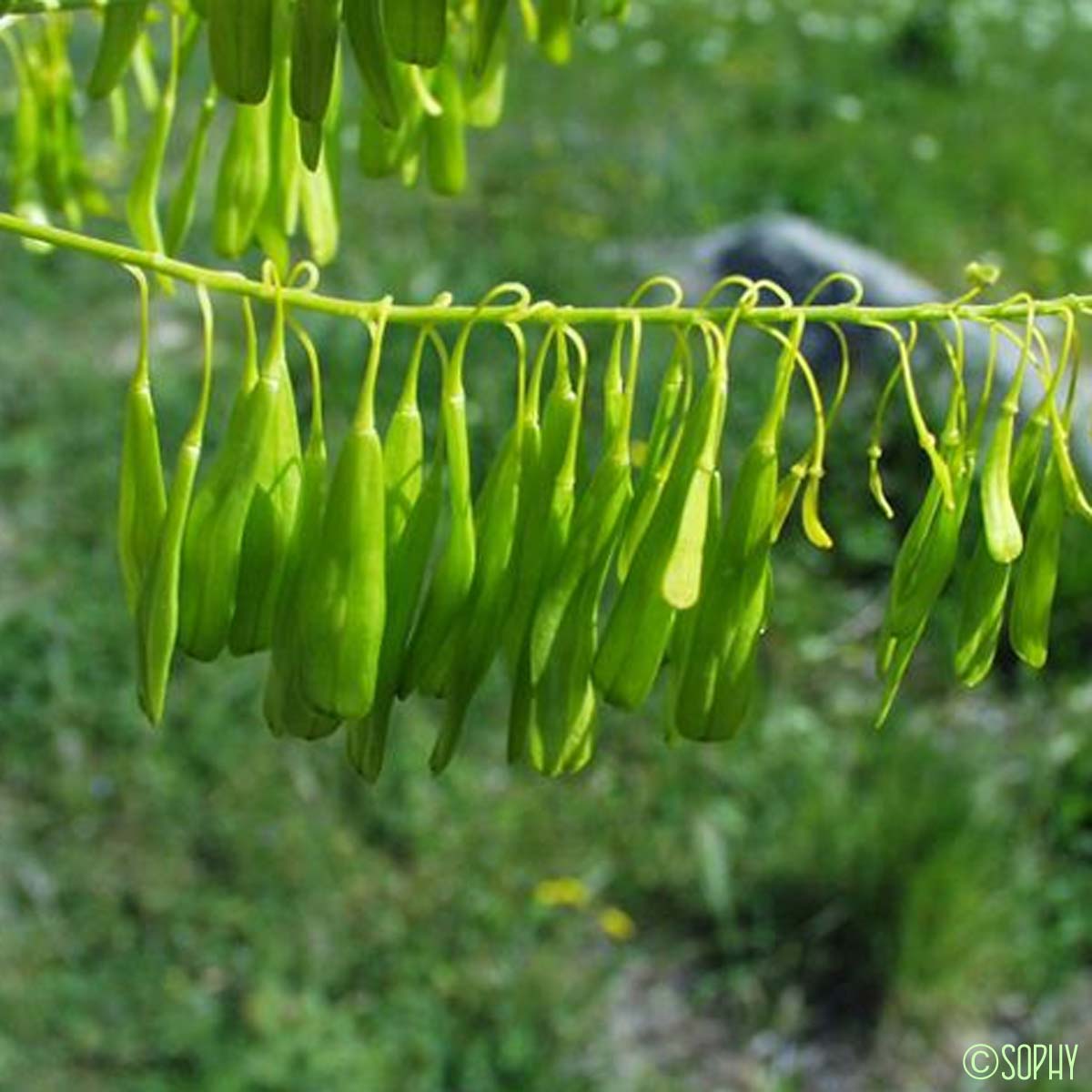 Pastel des teinturiers - Isatis tinctoria