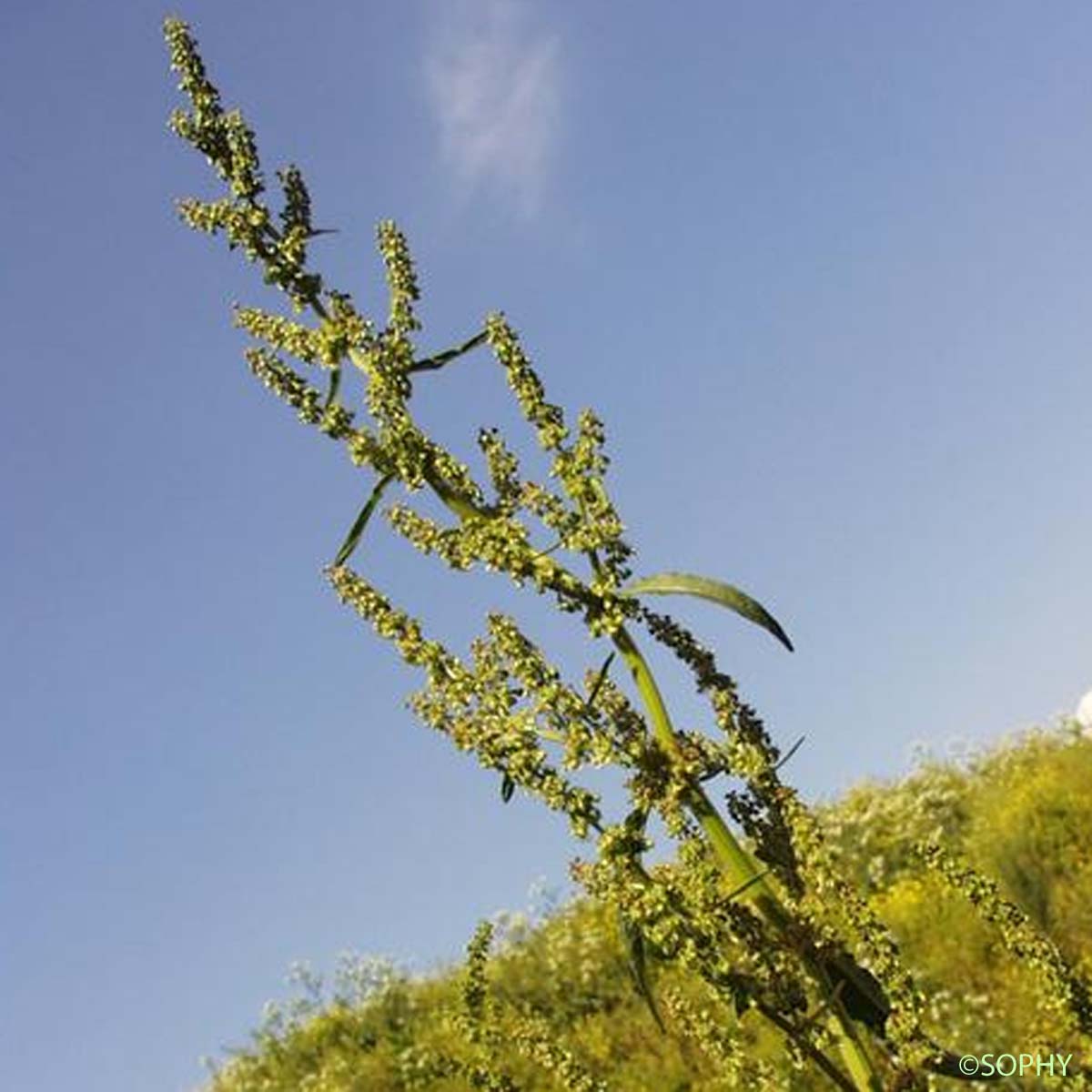 Patience aquatique - Rumex hydrolapathum