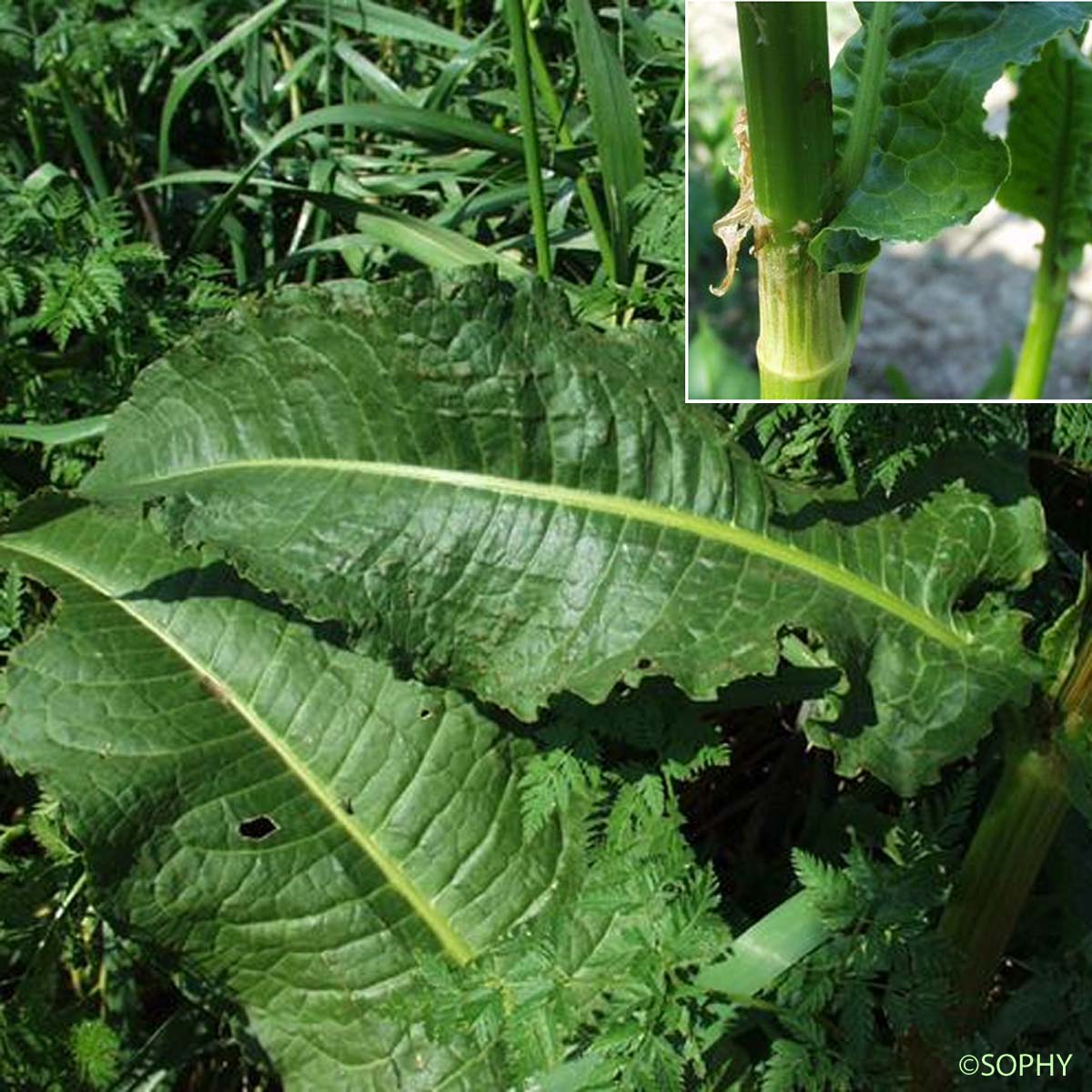 Patience aquatique - Rumex hydrolapathum