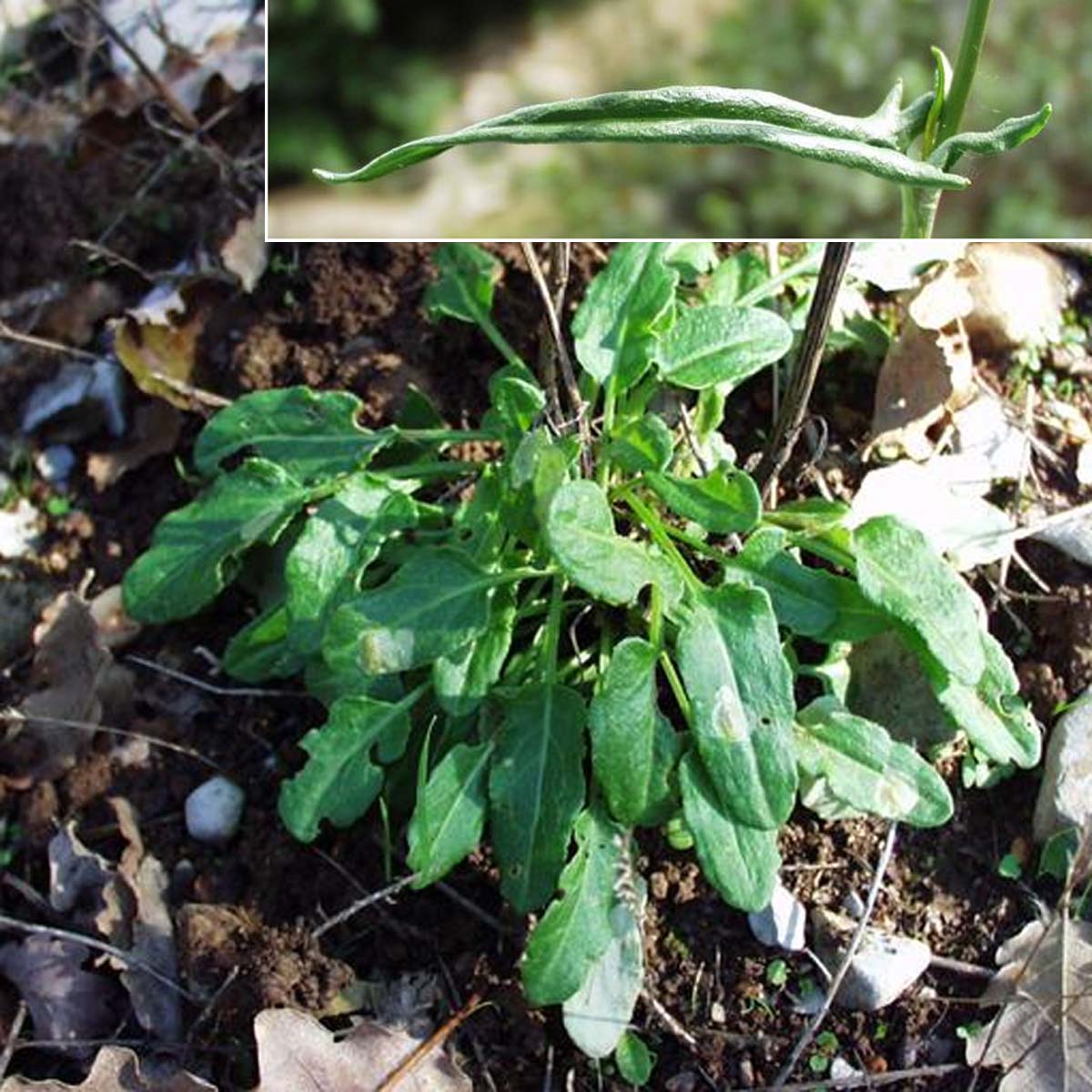 Patience intermédiaire - Rumex intermedius