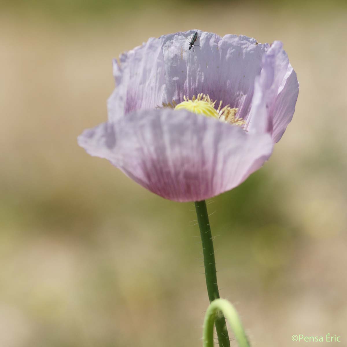 Pavot à opium - Papaver somniferum subsp. somniferum