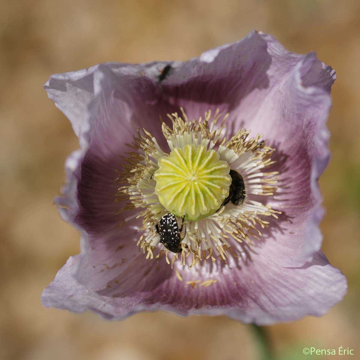 Pavot à opium - Papaver somniferum subsp. somniferum