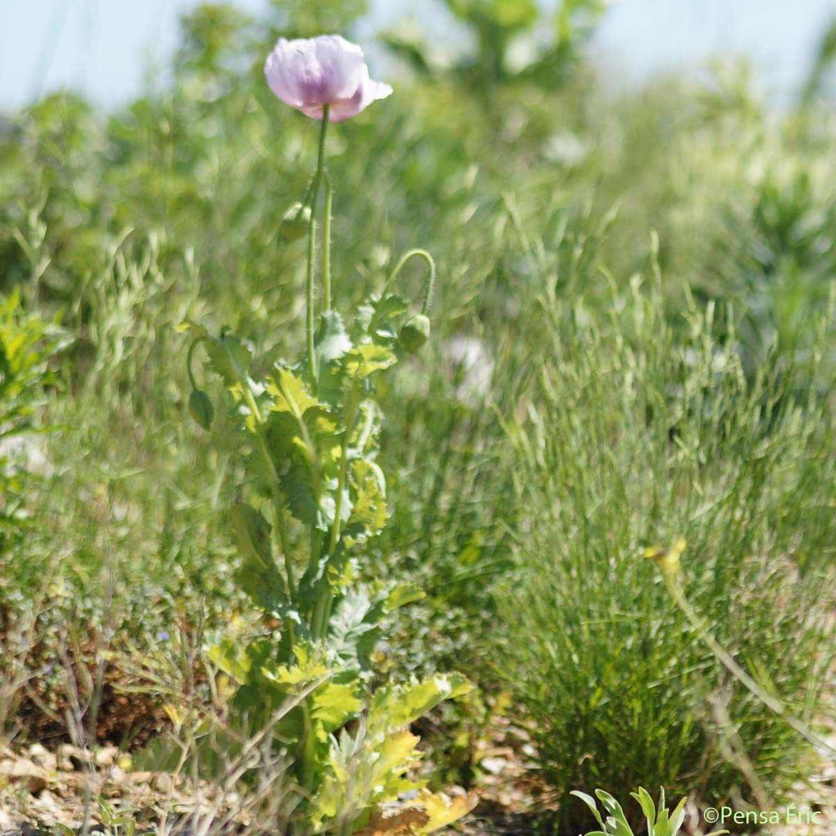 Pavot à opium - Papaver somniferum subsp. somniferum
