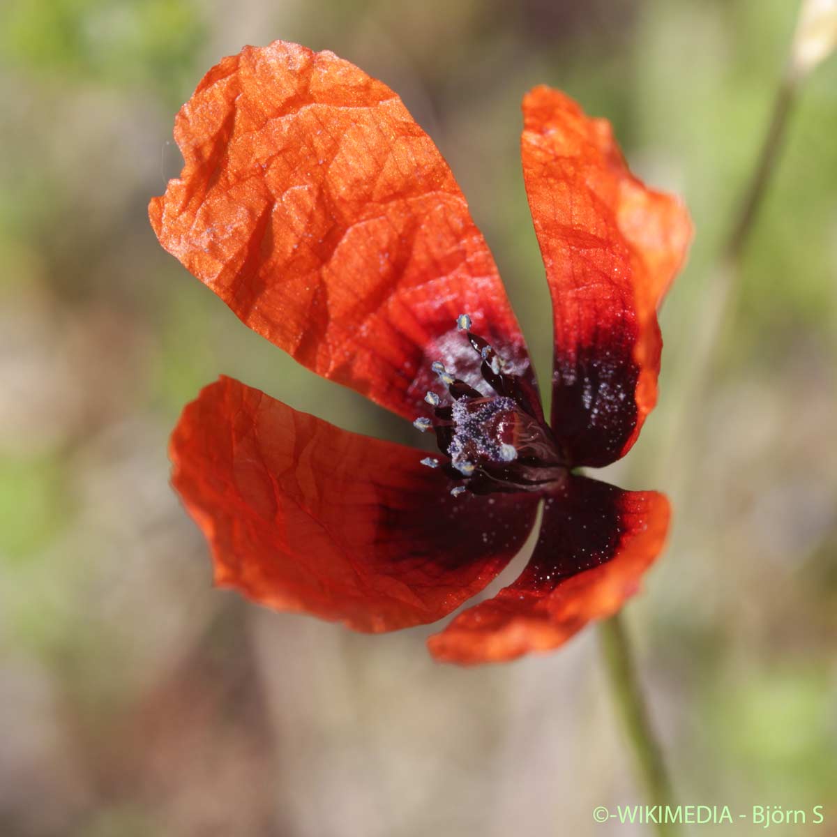 Pavot argémone - Roemeria argemone