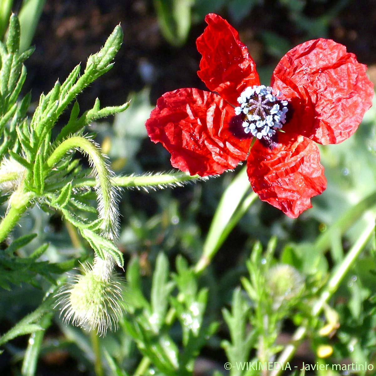Pavot argémone - Roemeria argemone