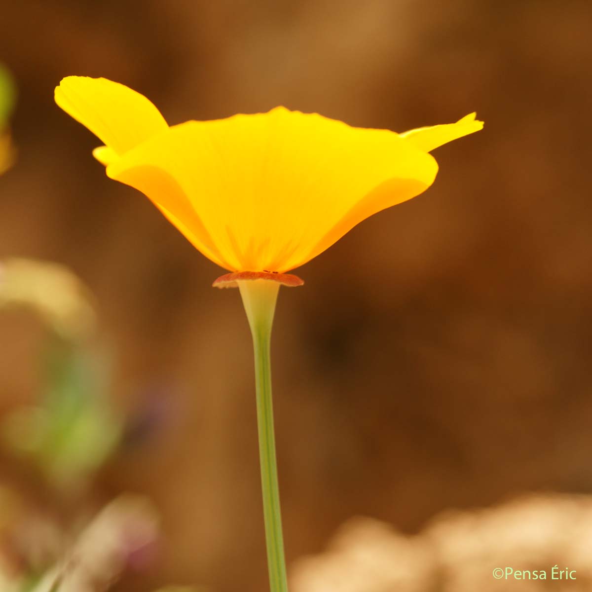 Pavot de Californie - Eschscholzia californica