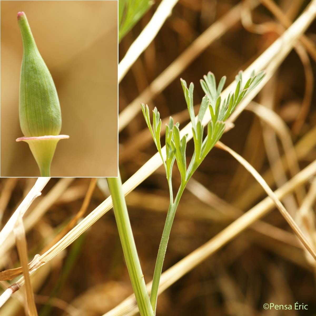 Pavot de Californie - Eschscholzia californica