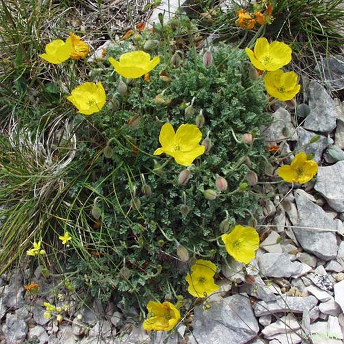 Pavot des Alpes - Oreomecon alpina subsp. alpina