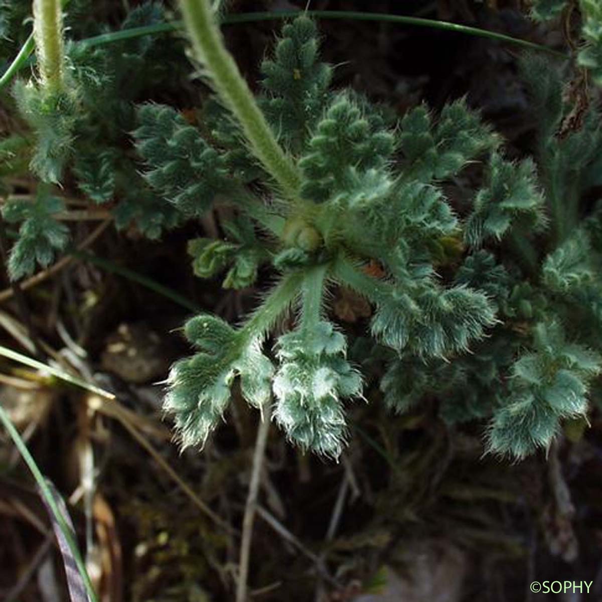 Pavot des Alpes - Oreomecon alpina subsp. alpina