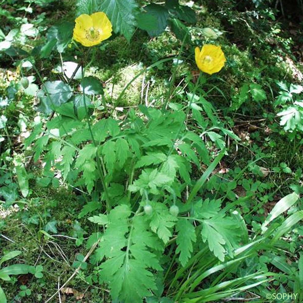 Pavot du Pays de Galle - Papaver cambricum