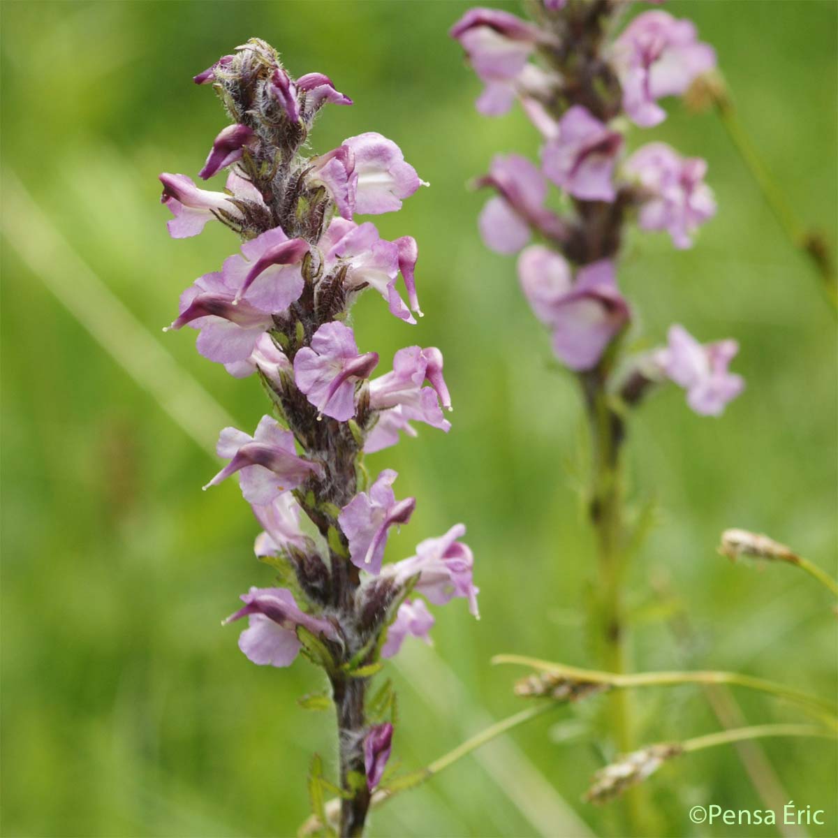 Pédiculaire à bec en épi - Pedicularis rostratospicata