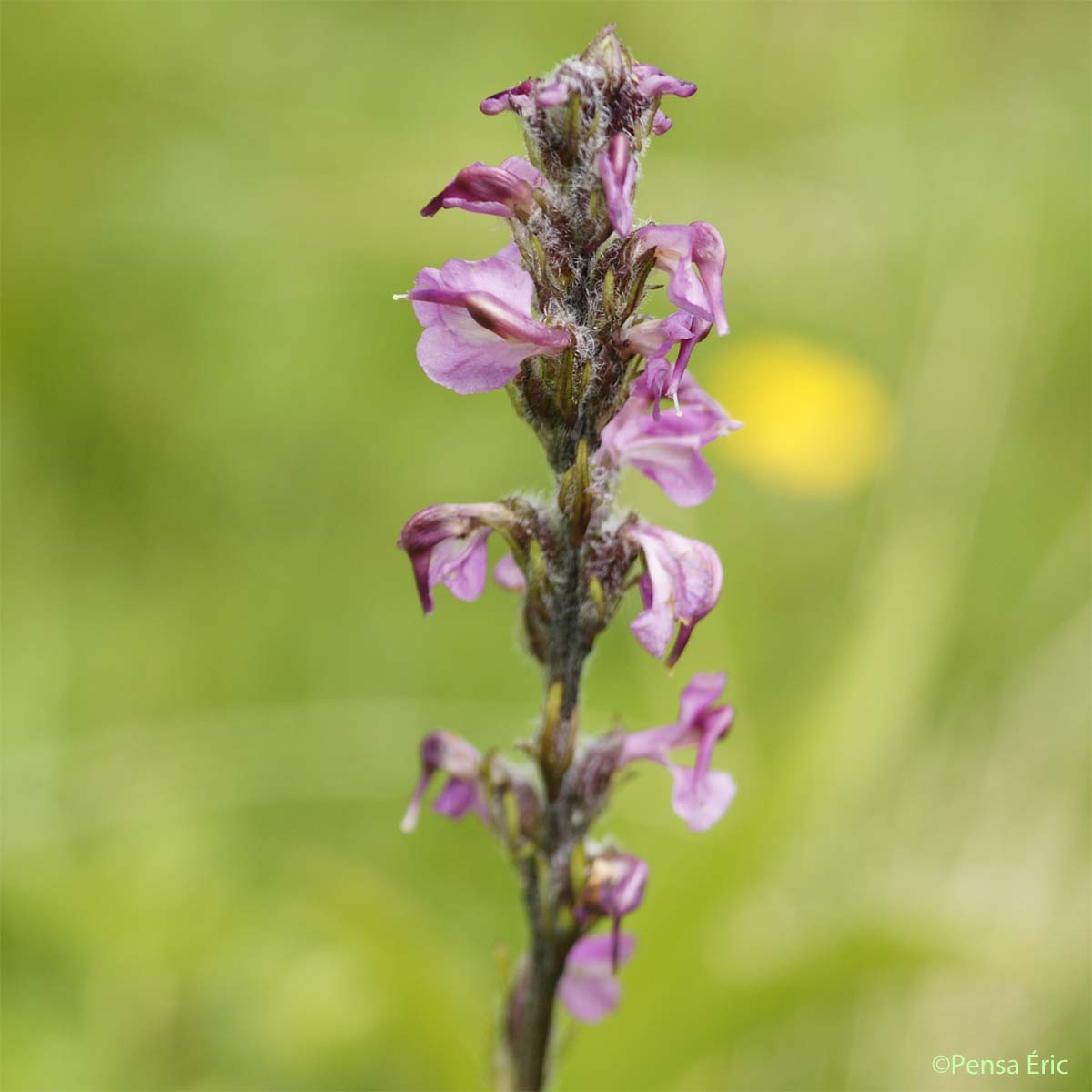 Pédiculaire à bec en épi - Pedicularis rostratospicata