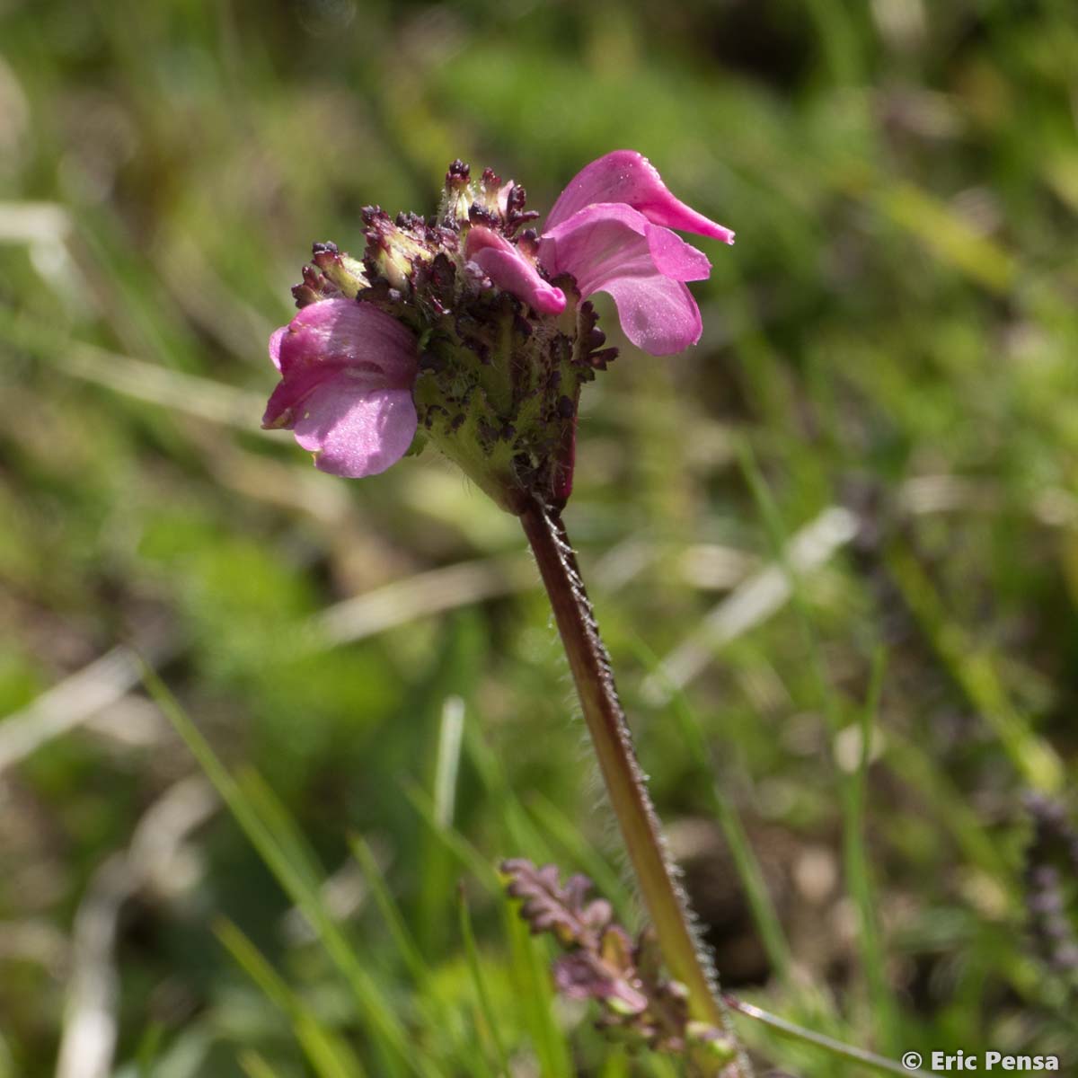 Pédiculaire des Pyrénées - Pedicularis pyrenaica