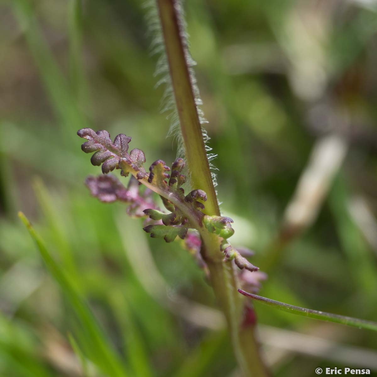 Pédiculaire des Pyrénées - Pedicularis pyrenaica