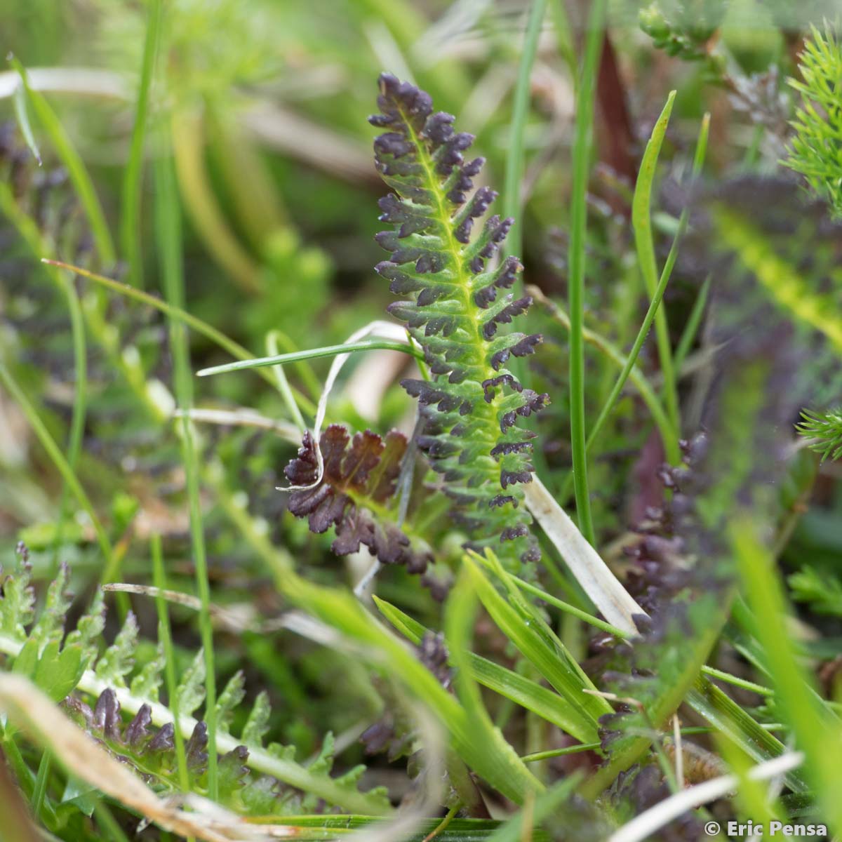 Pédiculaire des Pyrénées - Pedicularis pyrenaica