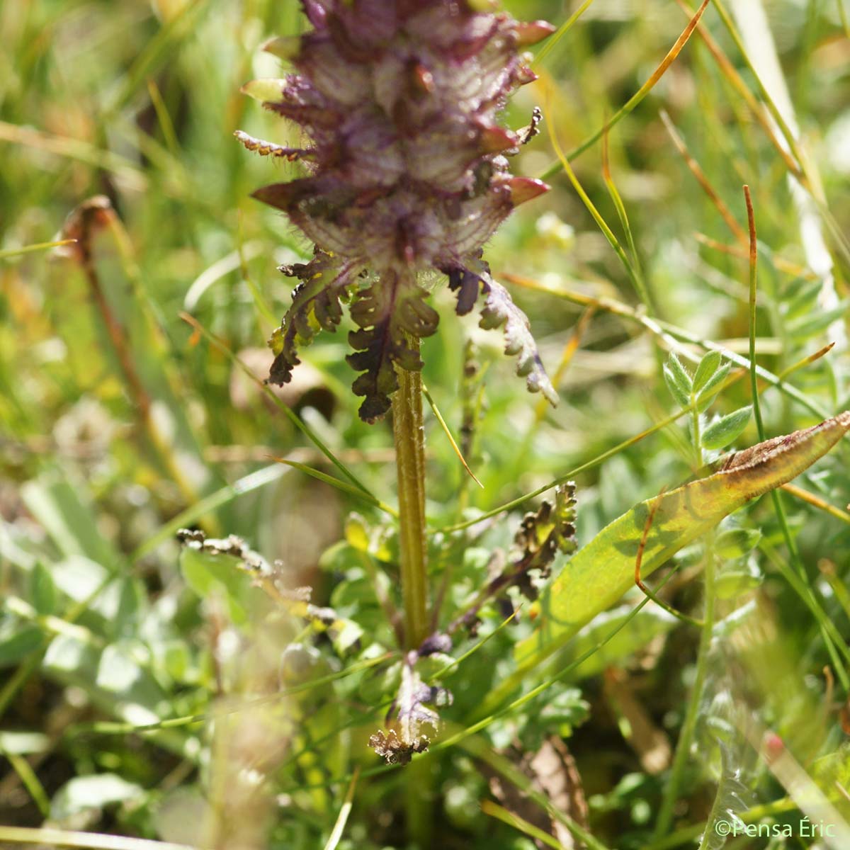 Pédiculaire mixte - Pedicularis mixta