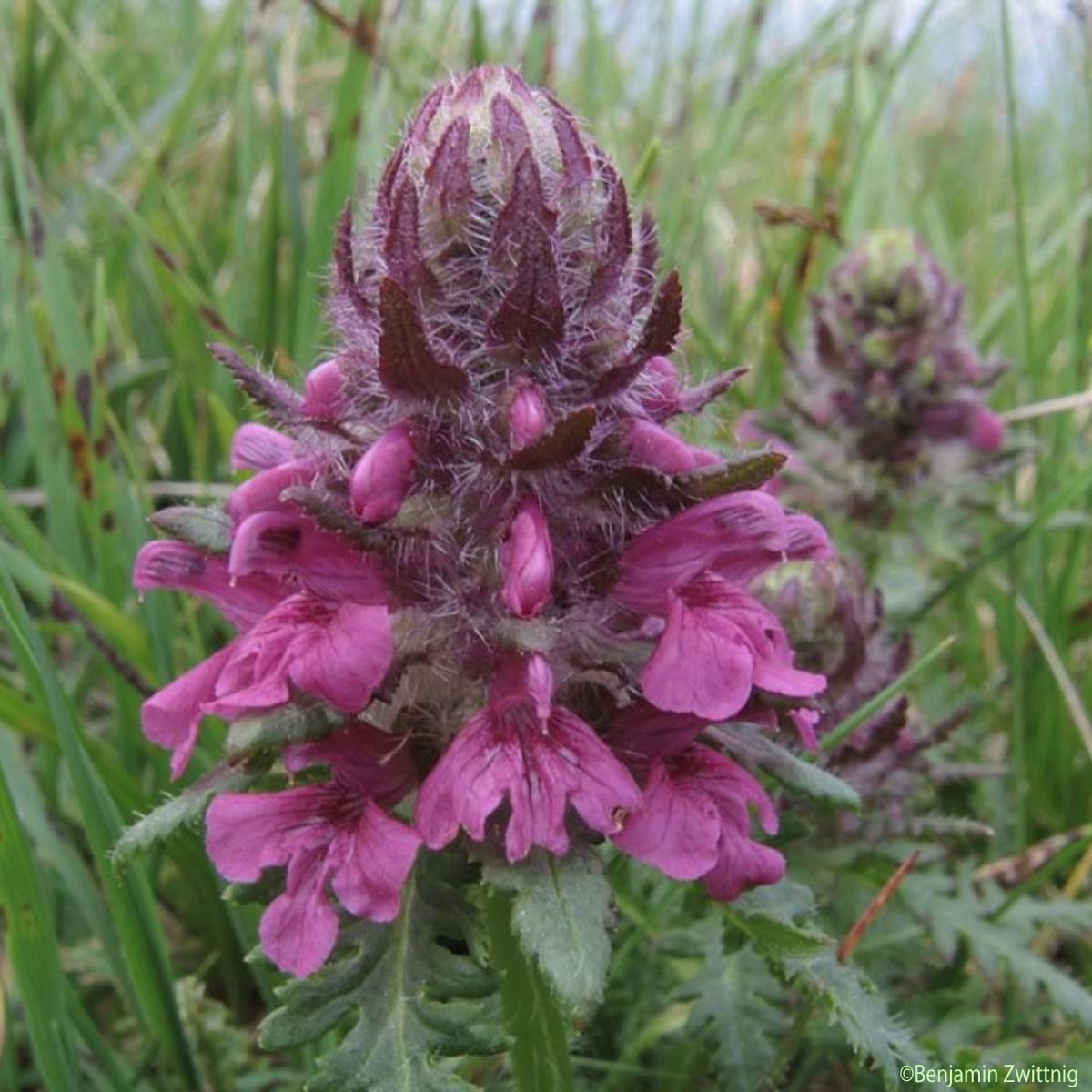 Pédiculaire verticillée - Pedicularis verticillata