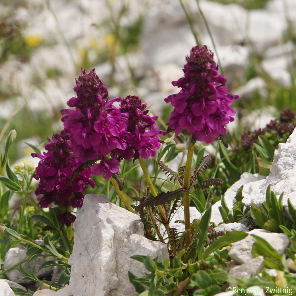 Pédiculaire verticillée - Pedicularis verticillata