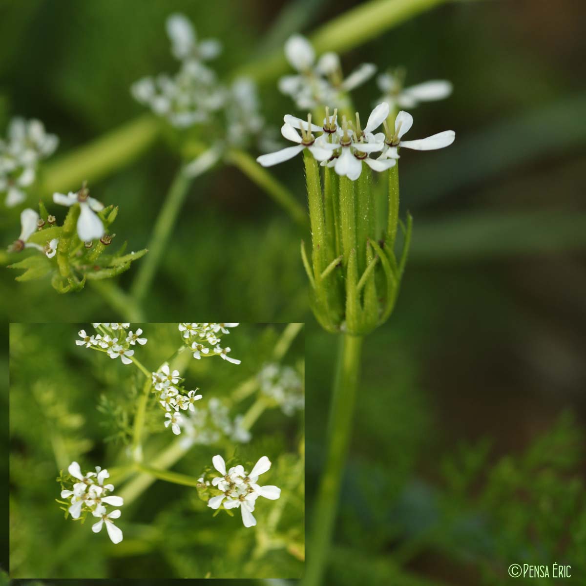 Peigne-de-Vénus - Scandix pecten-veneris subsp. pecten-veneris