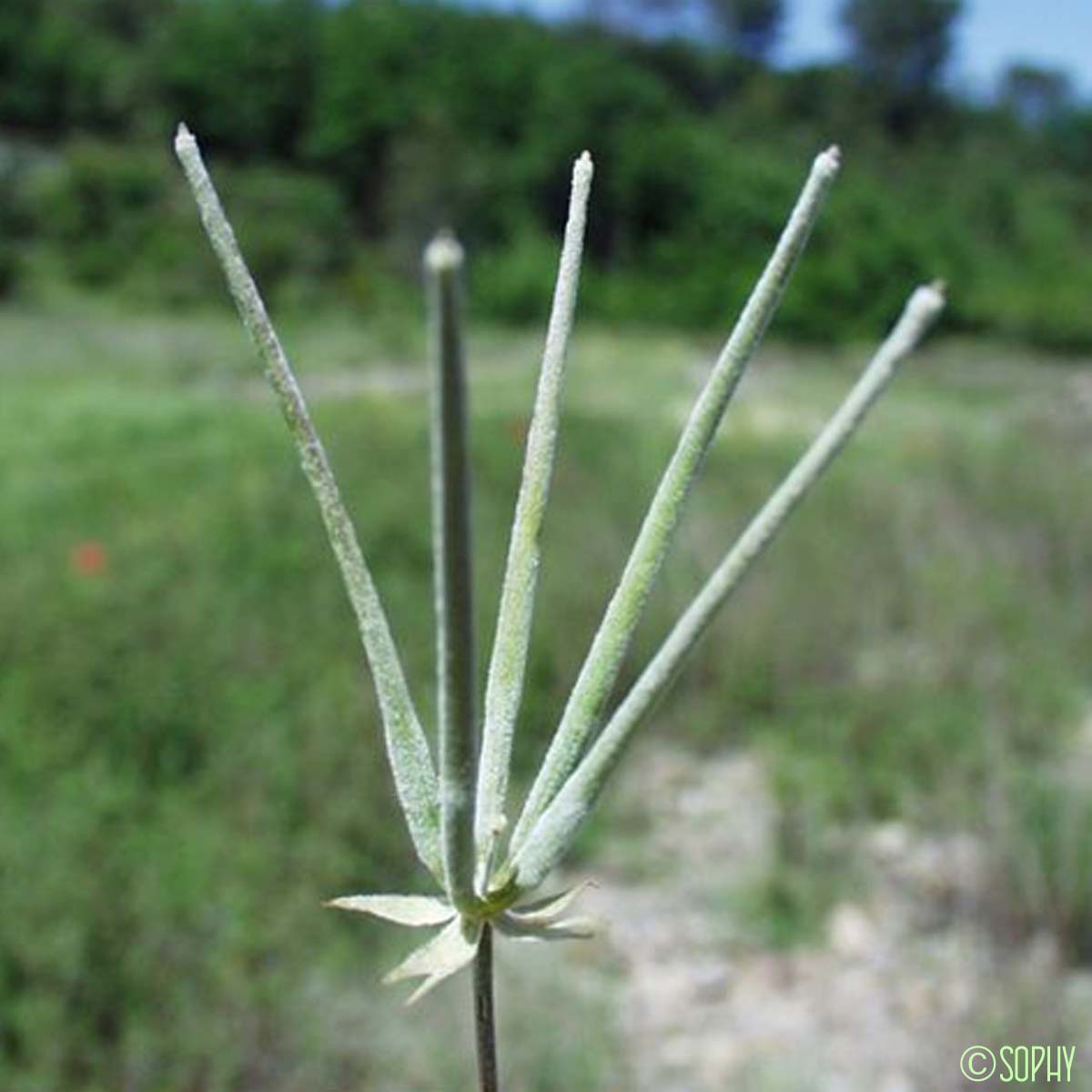 Peigne-de-Vénus - Scandix pecten-veneris subsp. pecten-veneris