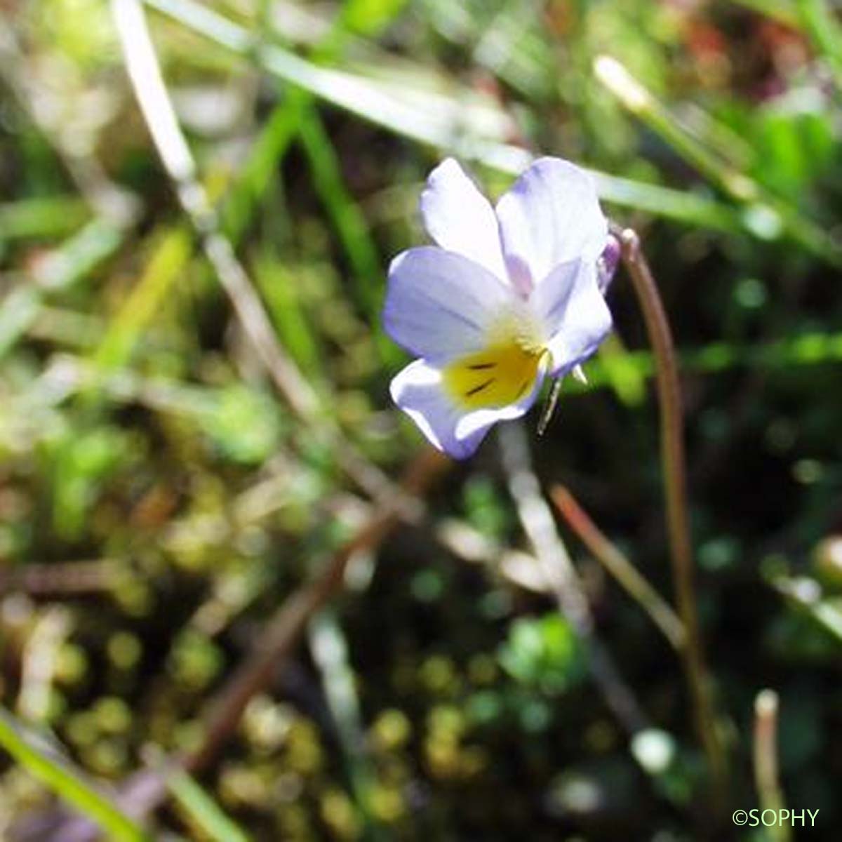 Pensée de Kitaibel - Viola kitaibeliana subsp. kitaibeliana