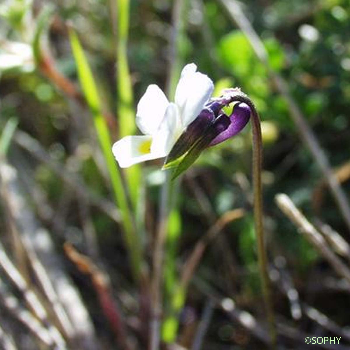 Pensée de Kitaibel - Viola kitaibeliana subsp. kitaibeliana