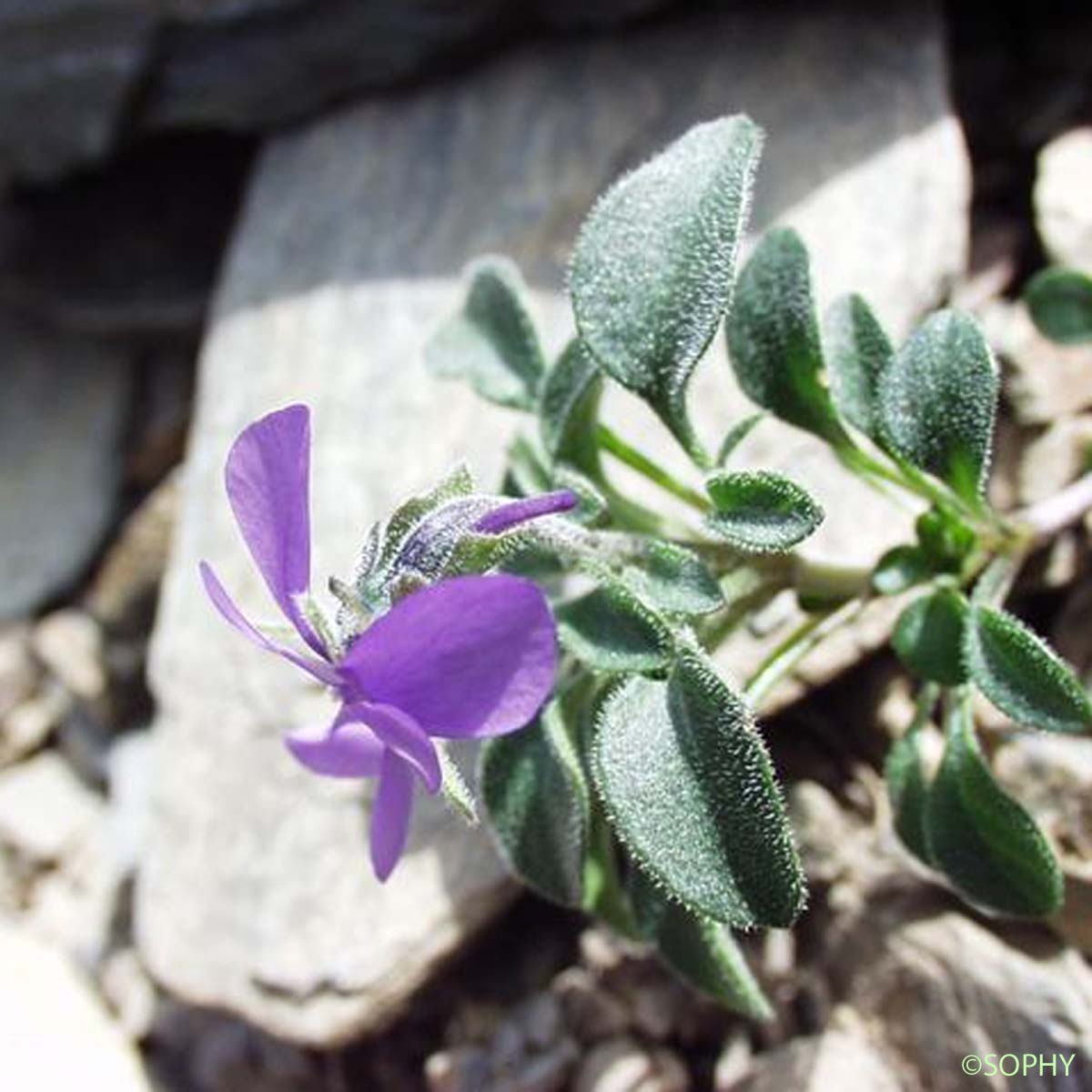 Pensée de Lapeyrouse - Viola diversifolia