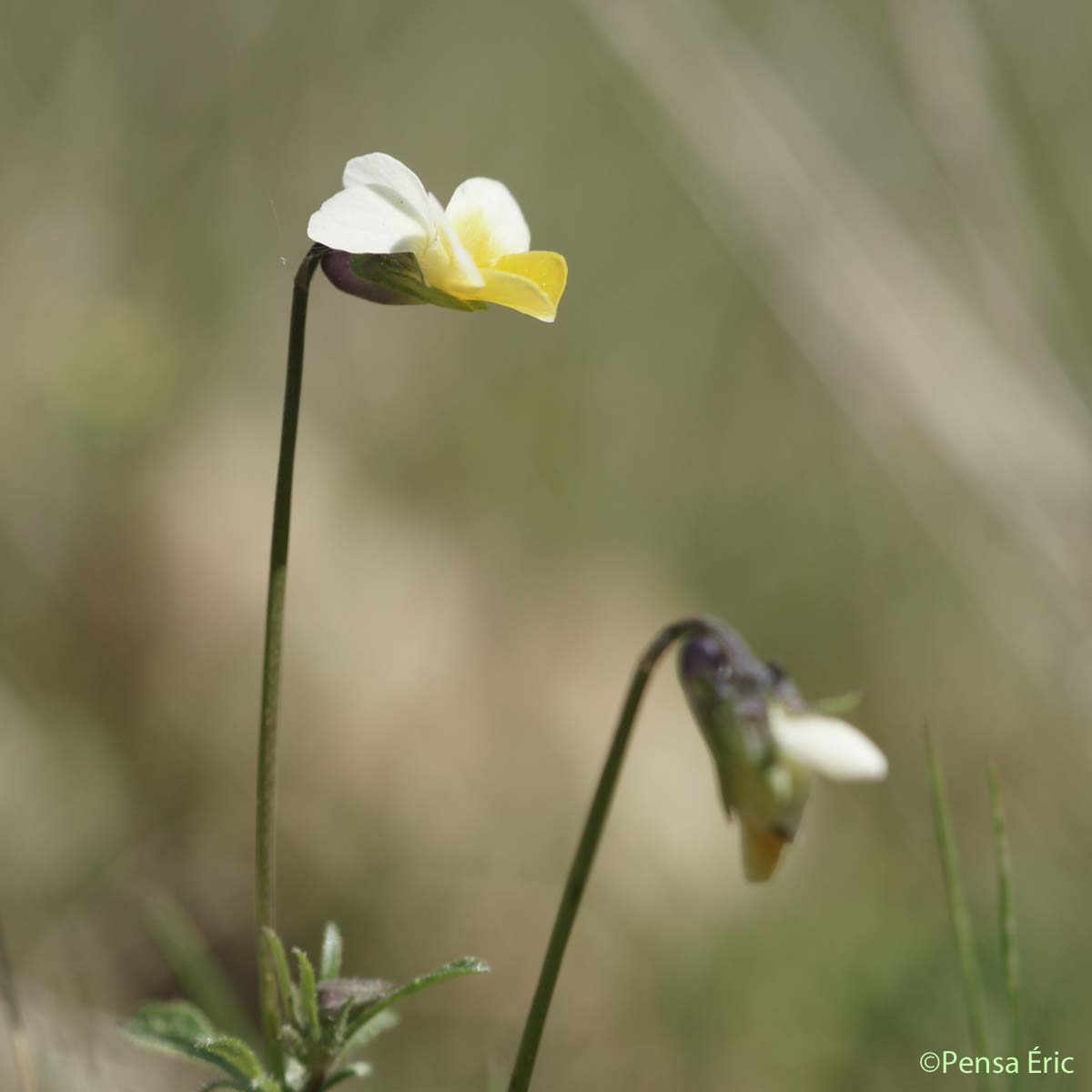 Pensée des champs - Viola arvensis var. arvensis