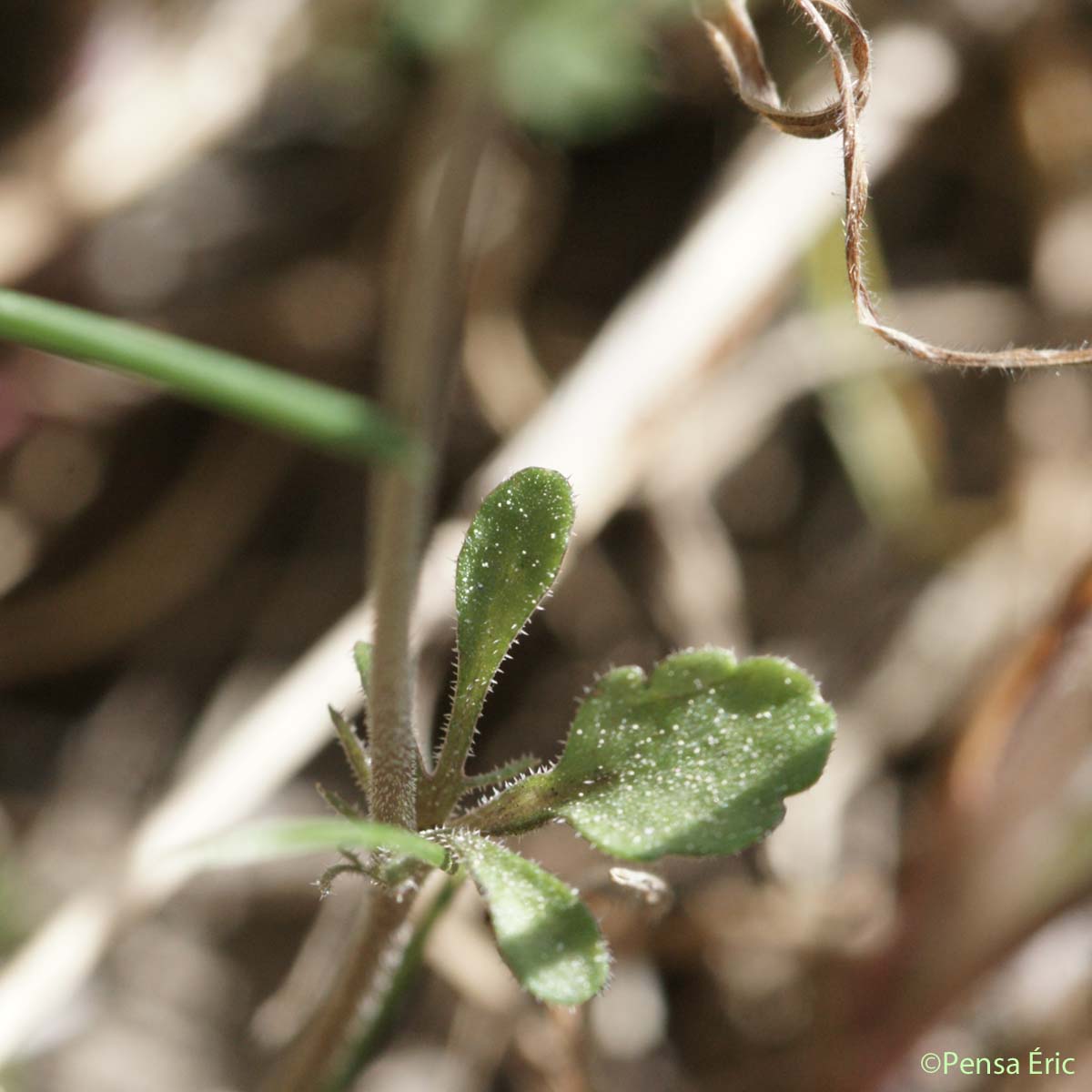 Pensée des champs - Viola arvensis var. arvensis