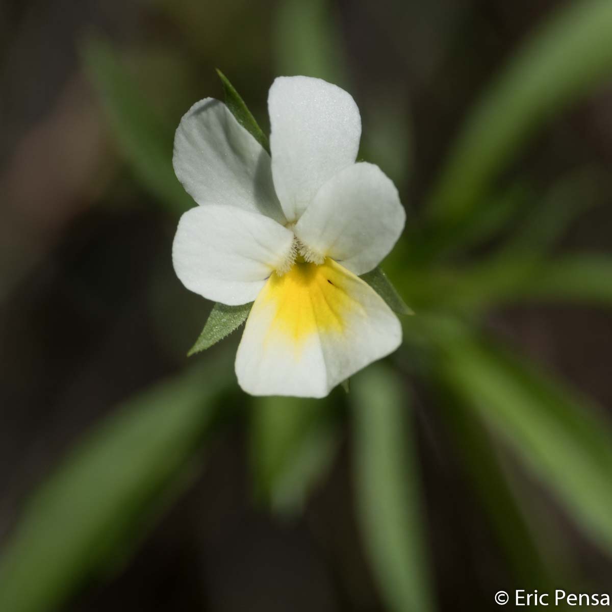 Pensée des rochers - Viola tricolor subsp saxatilis