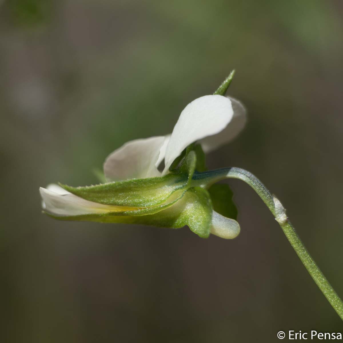 Pensée des rochers - Viola tricolor subsp saxatilis