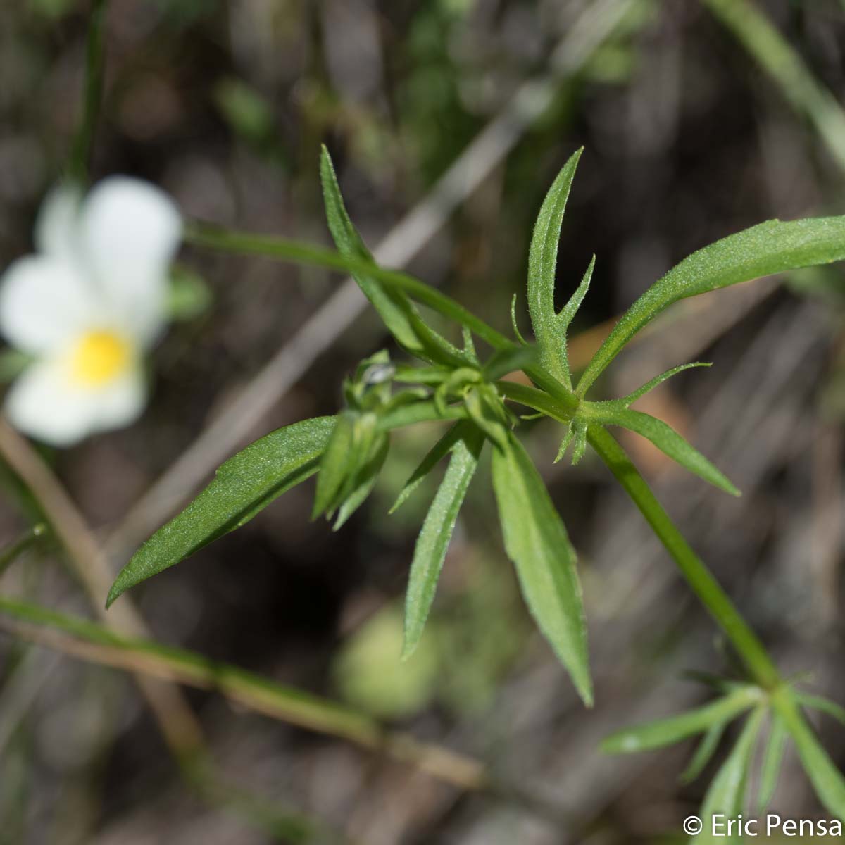 Pensée des rochers - Viola tricolor subsp saxatilis