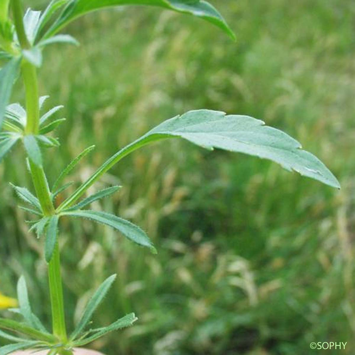 Pensée des Vosges - Viola lutea subsp. lutea