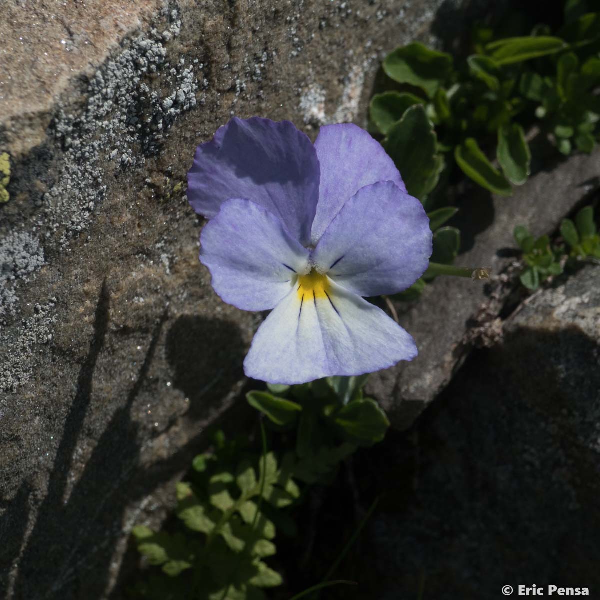 Pensée éperonnée - Viola calcarata