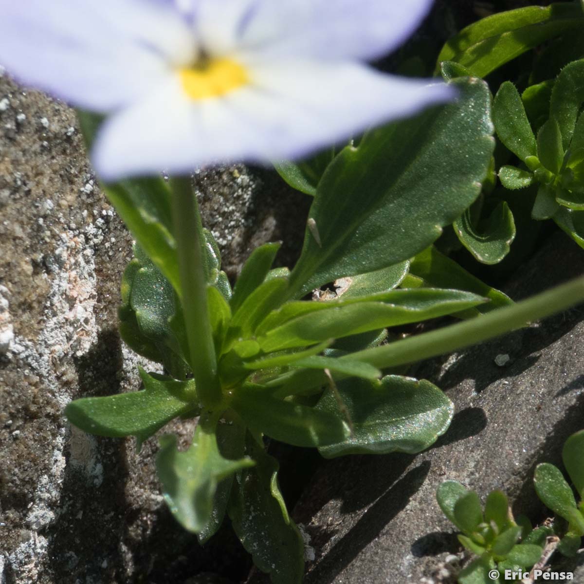Pensée éperonnée - Viola calcarata