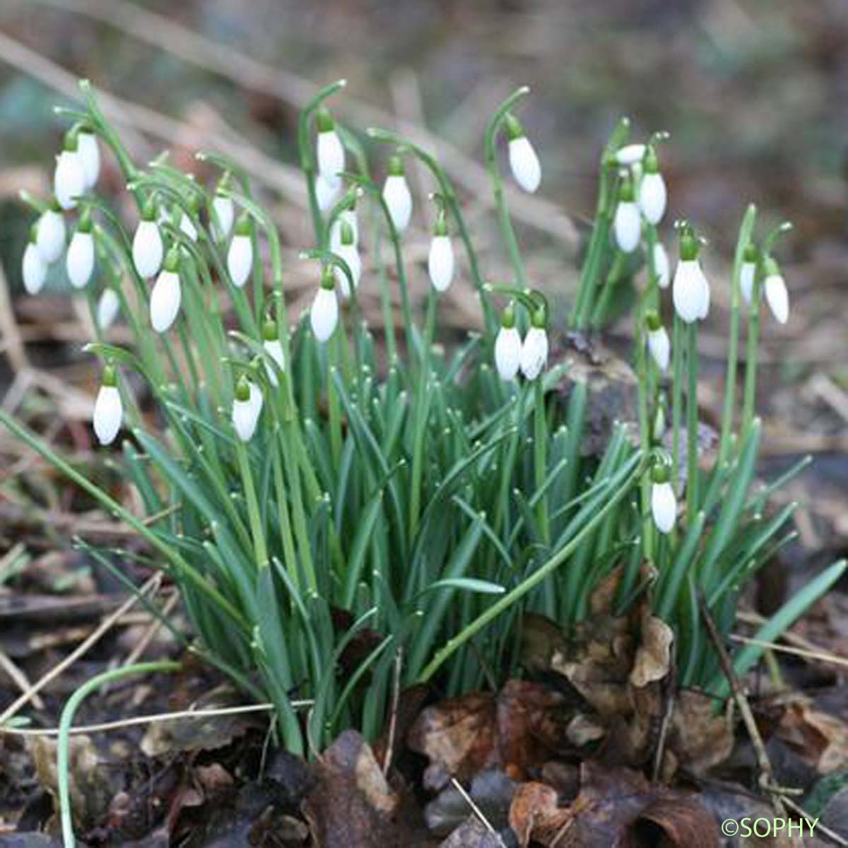 Perce-neige - Galanthus nivalis