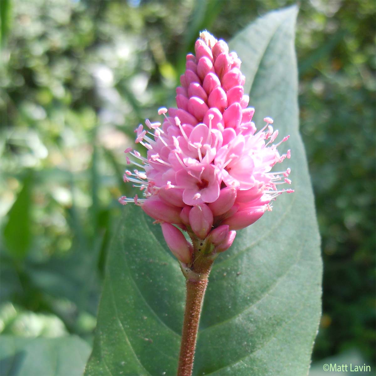 Persicaire flottante - Persicaria amphibia