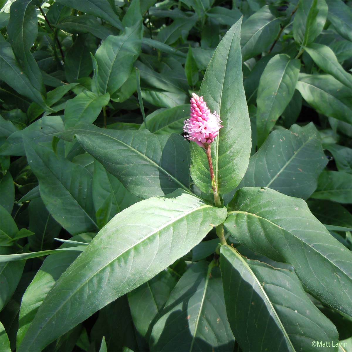 Persicaire flottante - Persicaria amphibia