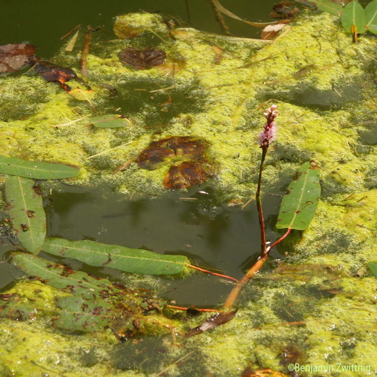 Persicaire flottante - Persicaria amphibia