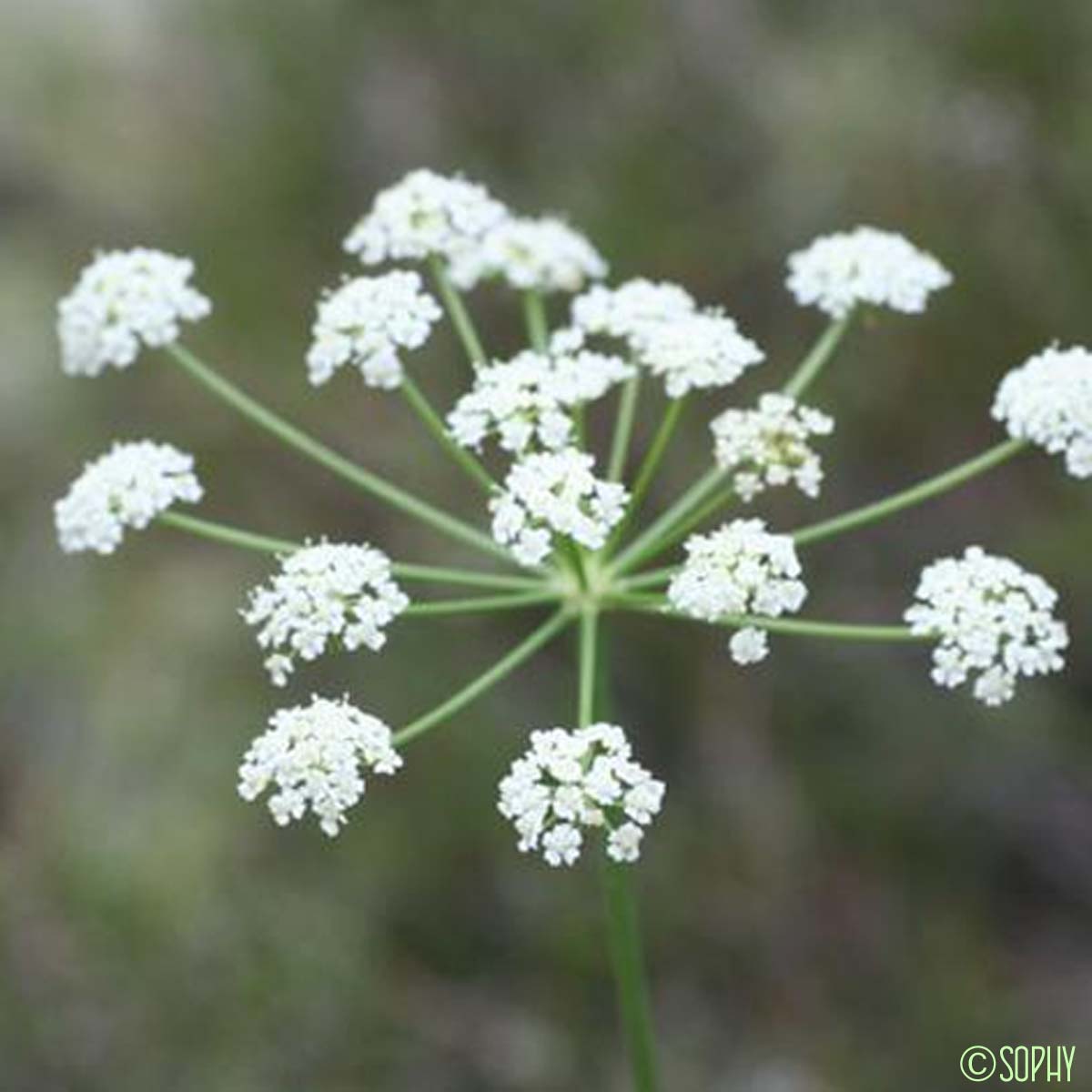 Persil de cerf - Oreoselinum nigrum