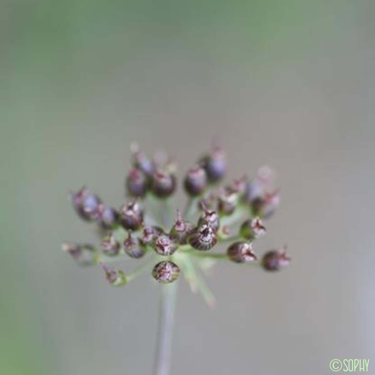 Persil de cerf - Oreoselinum nigrum