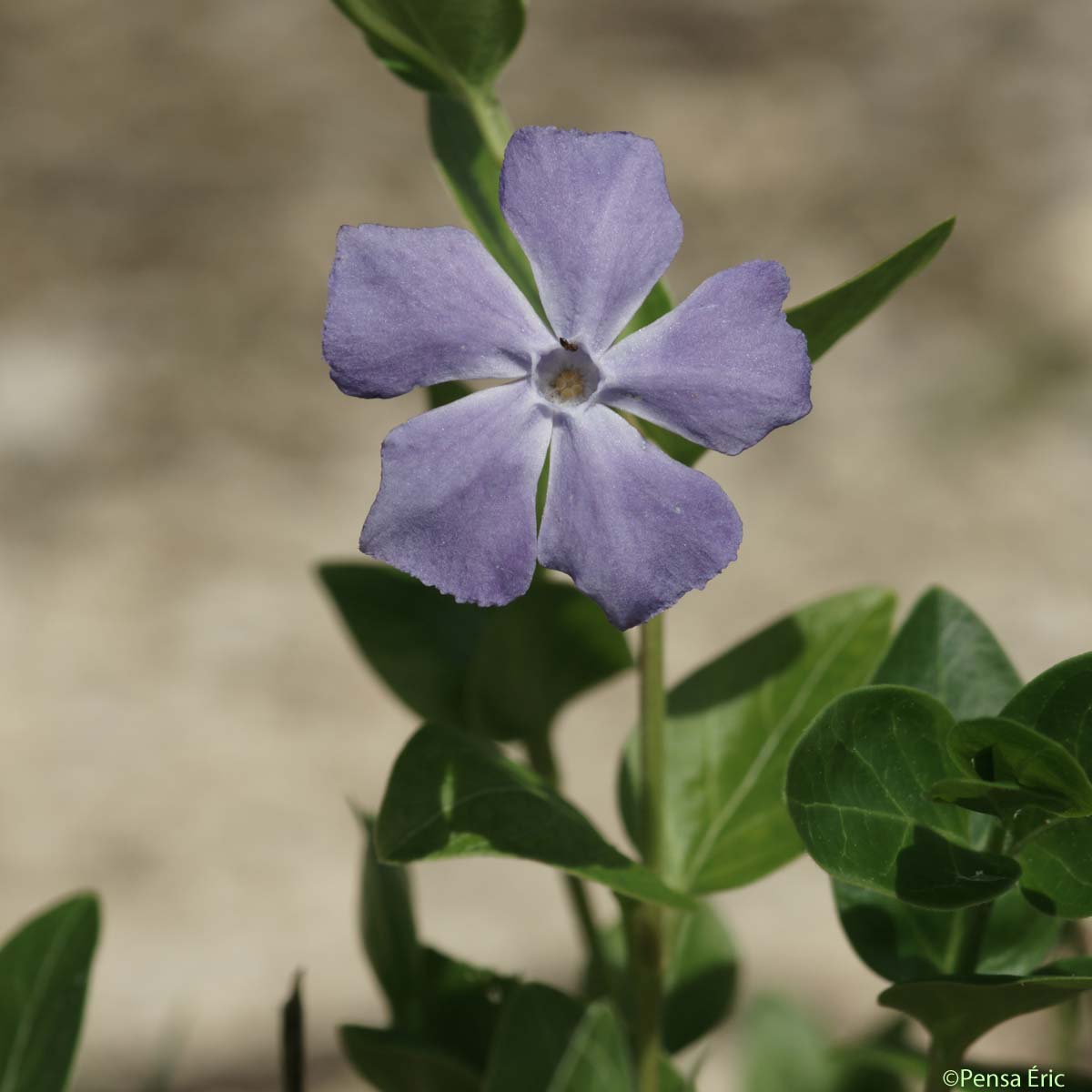 Pervenche intermédiaire - Vinca difformis subsp. difformis